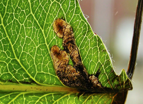 Neocoenorrhinus pauxillus on Malus domestica