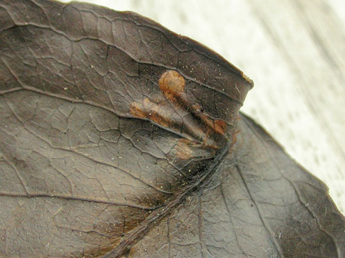 Neocoenorrhinus pauxillus on Malus domestica