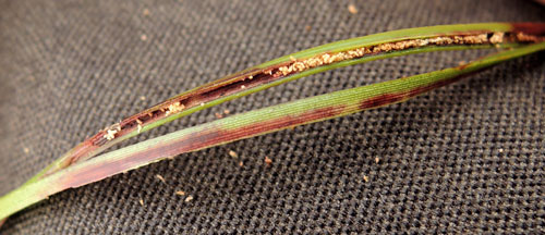 Monochroa suffusella: mine on Eriophorum angustifolium, opened