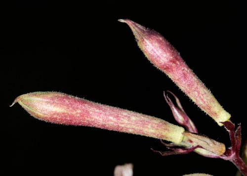 Microbotryum saponariae: galled flowers of Saponaria officinalis