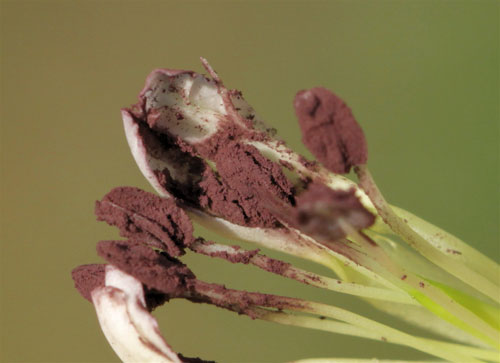 Microbotryum saponariae: galled anthers of Saponaria officinalis