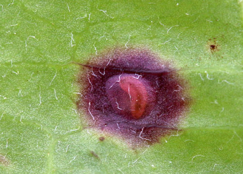 Cystiphora taraxaci: larva in its mine