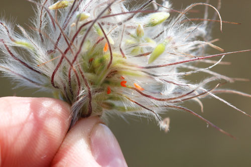 Dasineura pulsatillae: larvae in fruits of Pulsatilla pratensis