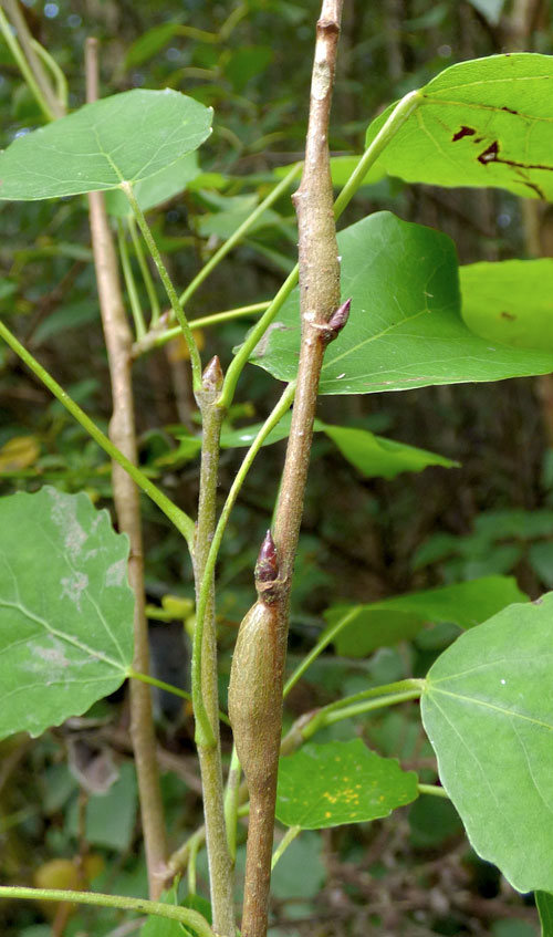 Hexomyza schineri: gall on Populus tremula
