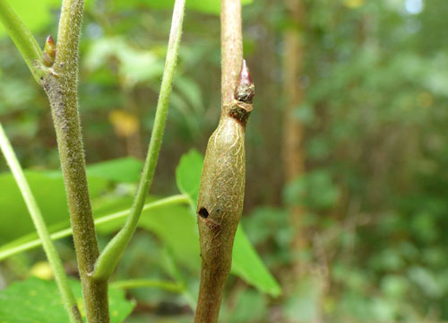 Hexomyza schineri: gall on Populus tremula