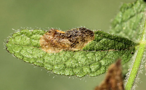 Trachys quercicola: mine on Stachys recta