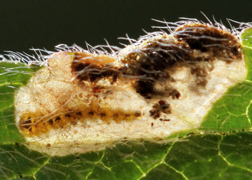 Trachys quercicola: larva in its mine