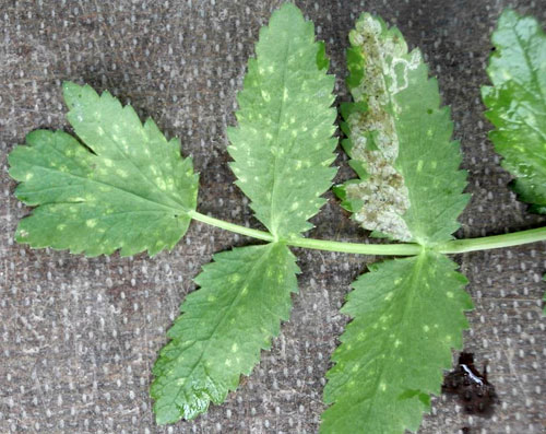 Phytomyza sii: vacated mine on Berula erecta