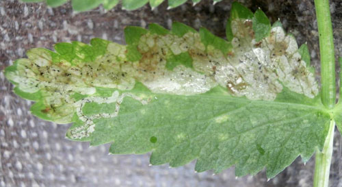 Phytomyza sii: vacated mine on Berula erecta
