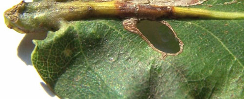 Heliozela sericiella vacated mine