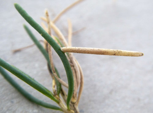 Coleophora feoleuca case on Salsola webii