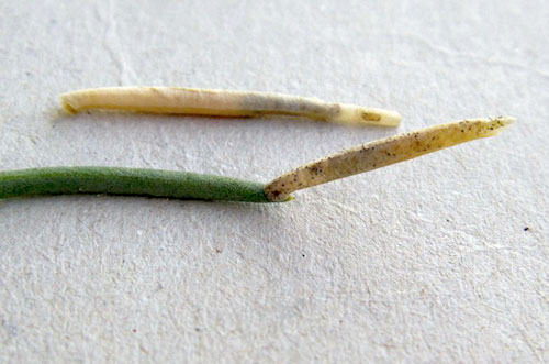 Coleophora feoleuca case on Salsola webii