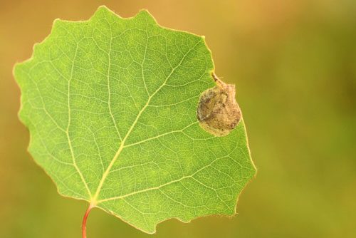 Fenusella glaucopis: mine on Populus tremula