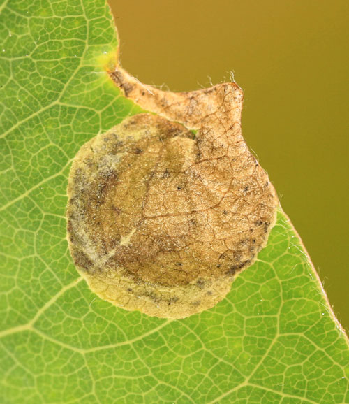 Fenusella glaucopis: mine on Populus tremula
