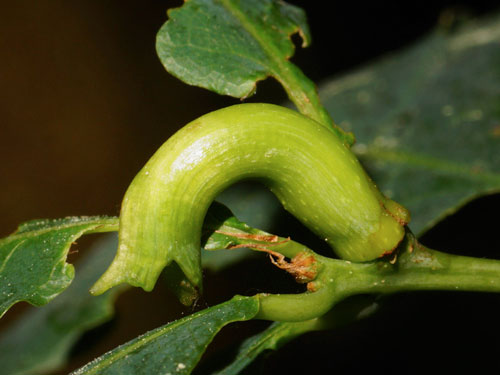 Andricus aries: gall on Quercus robur
