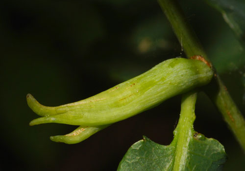 Andricus aries: gall on Quercus robur