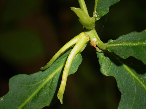 Andricus aries: gall on Quercus robur