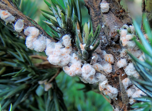 Planococcus vovae on Juniperus communis