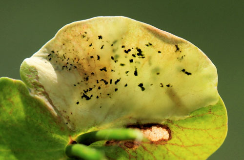 Liriomyza pascuum: mine on Euphorbia sp.