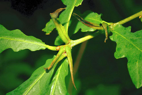 Andricus aries: galls on Quercus robur