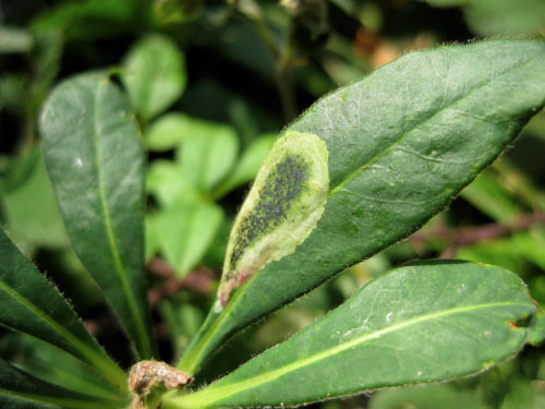 Liriomyza pascuum mine on Euphorbia amygdaloides