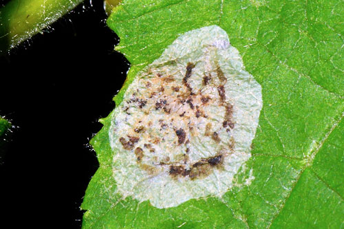 Phyllonorycter corylifoliella: mine on Corylus avellana