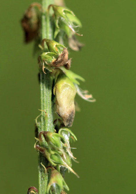 Contarinia spec. on Melilotus albus