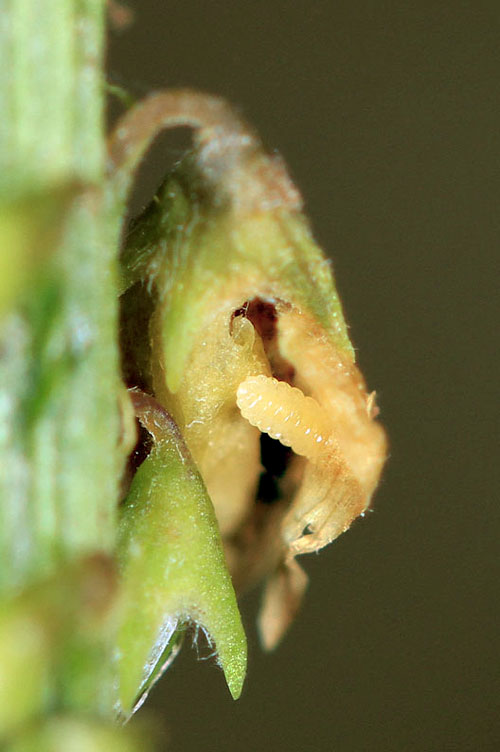 Contarinia spec. on Melilotus albus