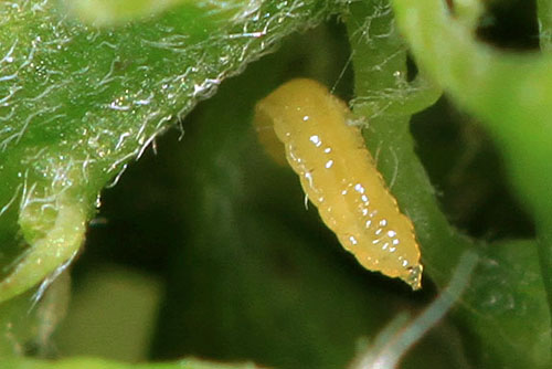 Contarinia spec. on Melilotus albus, larva