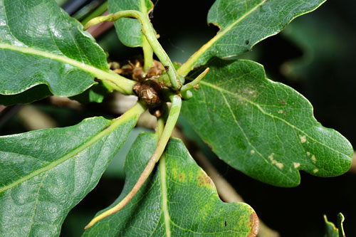 Andricus aries: gall on Quercus robur
