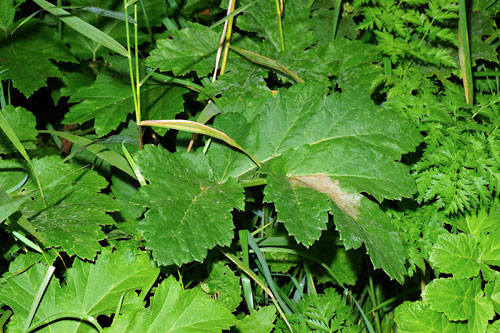 Epermenia chaerophyllella on Heracleum sphondylium