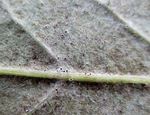 Erysiphe vanbruntiana: cleistothecia