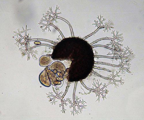 Erysiphe vanbruntiana: cleistothecium