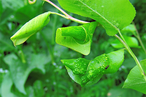 Melanaphis pyraria: gall on Pyrus spec.