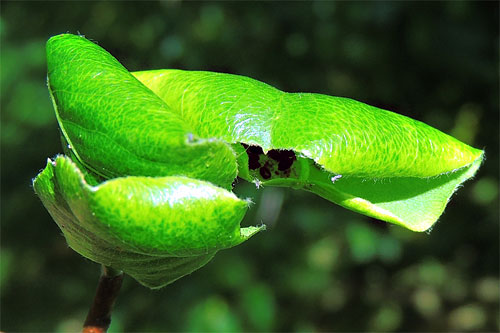Melanaphis pyraria: gall on Pyrus spec.