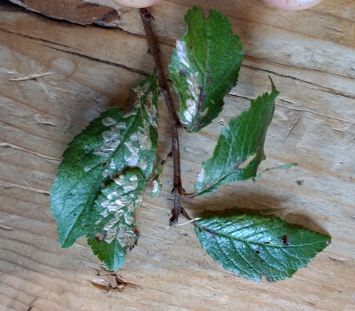 Scythropia crataegella: secondary mines on Prunus spinosa