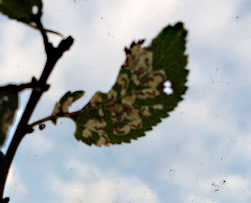 Scythropia crataegella: secondary mines on Prunus spinosa