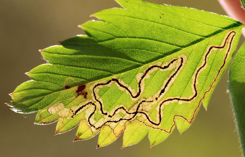 Stigmella splendidissimella: mine on Fragaria vesca