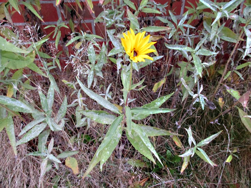 Golovinomyces ambrosiae on Helianthus laetiflorus
