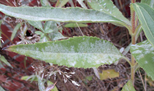 Golovinomyces ambrosiae on Helianthus laetiflorus
