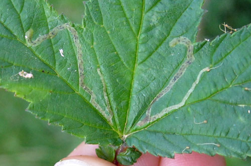 Agromyza filipendulae: mine on Filipendula ulmaria