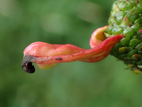 Taphrina alni: gall on Alnus glutinosa