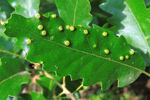 Dryomyia circinans: galls on Quercus cerris