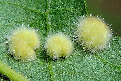 Dryomyia circinans: galls on Quercus cerris