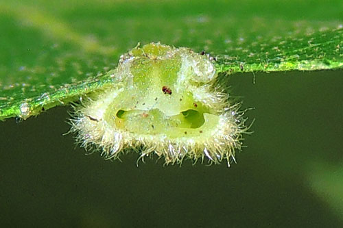 Dryomyia circinans: gall on Quercus cerris, opened