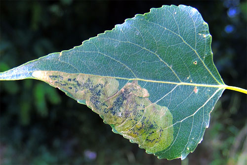 Orchestes cf jota: mine on Populus nigra
