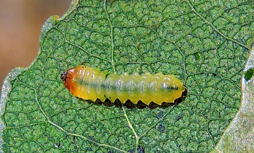 Orchestes cf jota: mine on Populus nigra: larva