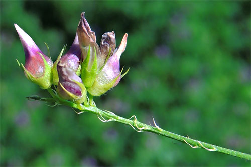 Contarinia medicaginis: galled inflorescence of Medicago sativa