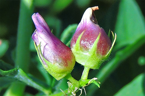 Contarinia medicaginis: galled flowers of Medicago sativa