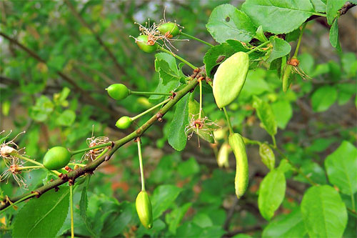 Taphrina pruni: galls on Prunus cerasifera